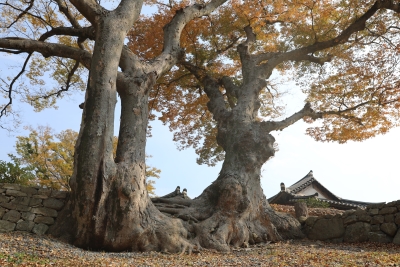 대표사진